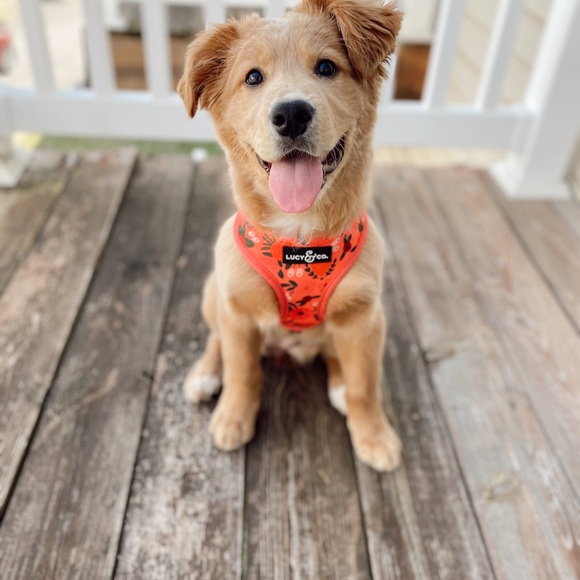 Dog Harnesses - Picture 7 of 7